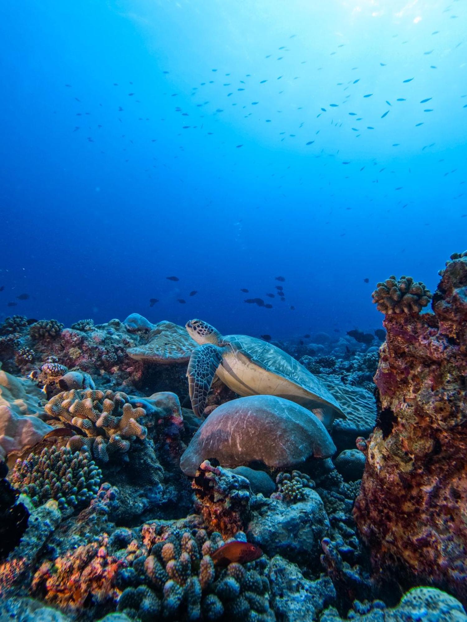 Bandos Maldives - One Way Transfer Free For Stays From 1St May Till 30Th Sept 2025 For Bookings From 16 Apr 2025 Bandos Island Extérieur photo